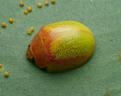 Paropsisterna pictipes