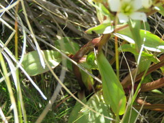 Gentianella corymbifera