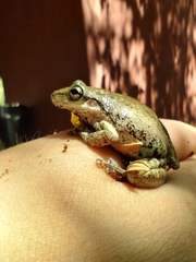 Scinax nasicus