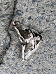 Saturnia pyretorum