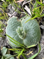 Lupinus densiflorus densiflorus
