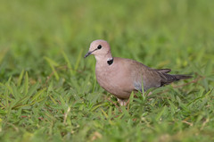 Streptopelia vinacea