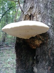 Pseudospongipellis unicolor