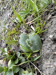 Lupinus densiflorus densiflorus