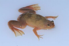 Xenopus andrei