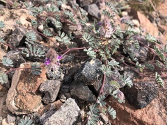 Dalea mollissima