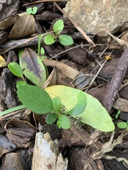 Melicytus ramiflorus