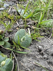 Lupinus densiflorus densiflorus