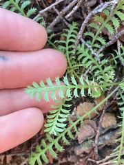 Leptinella squalida