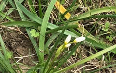 Nothoscordum bivalve