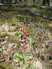 Pyrola asarifolia incarnata