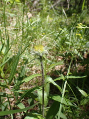 Erigeron eriocalyx