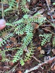 Leptinella squalida