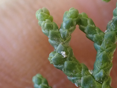 Cupressus abramsiana