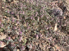 Dalea mollissima