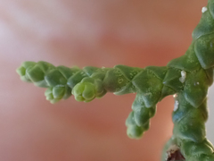 Cupressus abramsiana