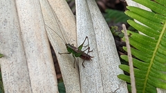 Conocephalus saltator