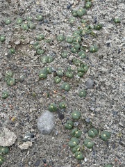 Lupinus densiflorus densiflorus