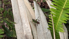 Conocephalus saltator