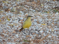 Machetornis rixosa