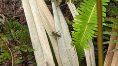 Conocephalus saltator