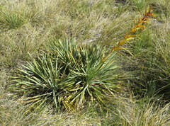 Aciphylla scott-thomsonii