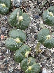 Lupinus densiflorus densiflorus