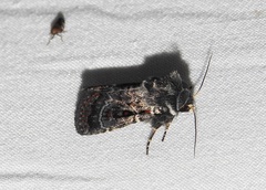 Proteuxoa rubripuncta