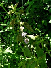 Mentha canadensis