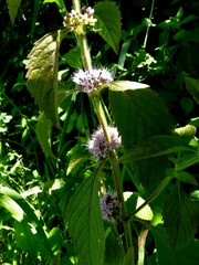 Mentha canadensis