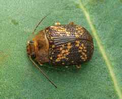 Paropsis aspera