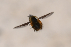 Bombylius
