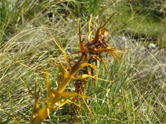 Aciphylla scott-thomsonii
