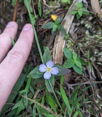 Pterolepis glomerata