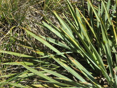 Aciphylla scott-thomsonii
