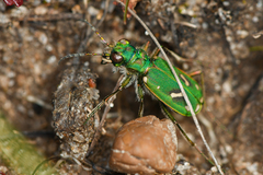 Cicindela ohlone