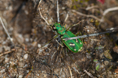 Cicindela ohlone