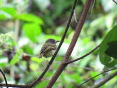 Oncostoma cinereigulare