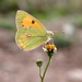 Dark Clouded Yellow - Photo (c) Vijay Barve, some rights reserved (CC BY), uploaded by Vijay Barve