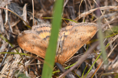 Pyrausta subsequalis