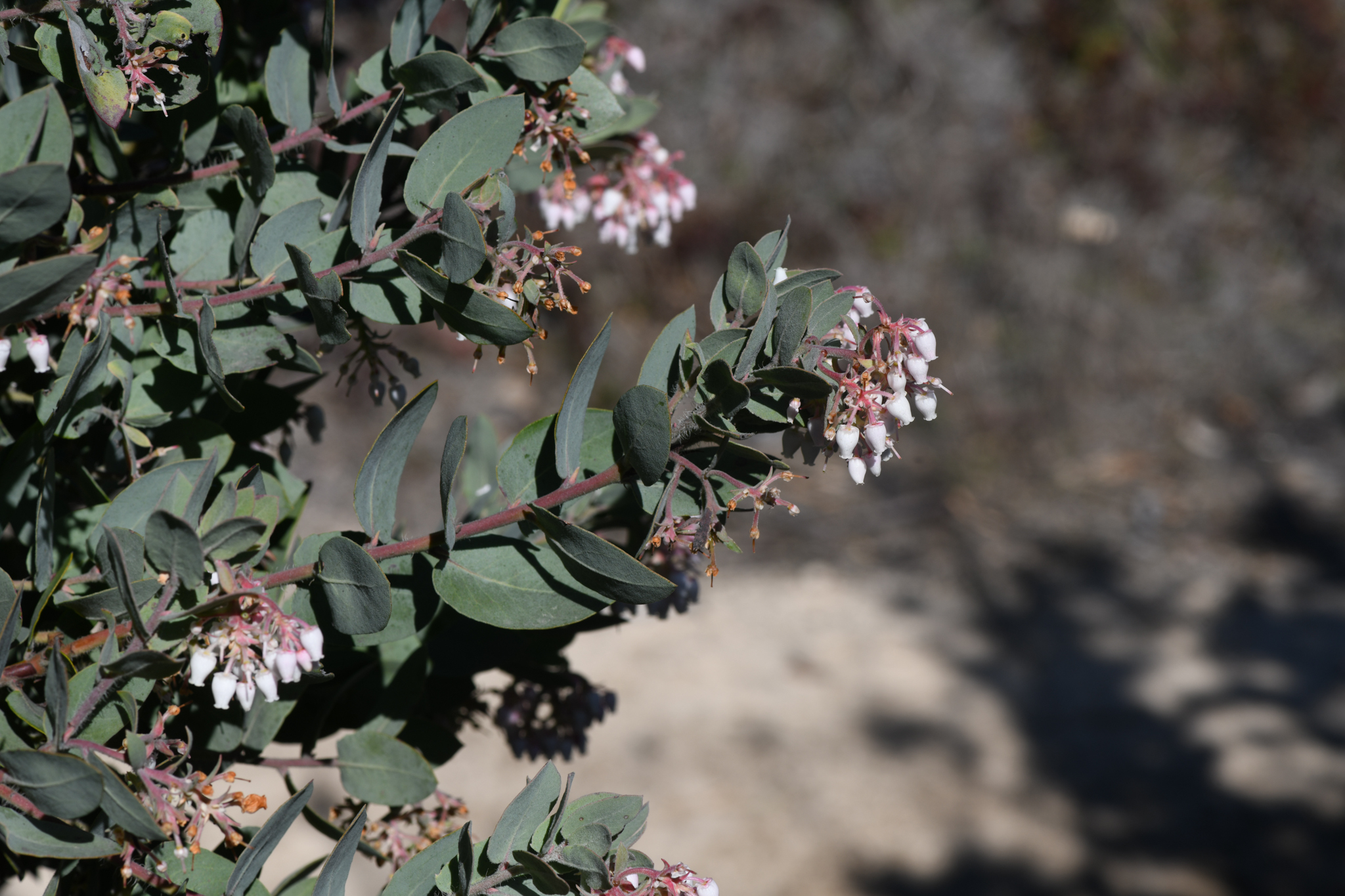 Santa Cruz Manzanita (Arctostaphylos andersonii)