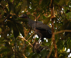 Penelope superciliaris