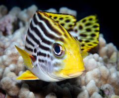 Plectorhinchus lessonii