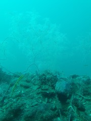 Antipathella fiordensis