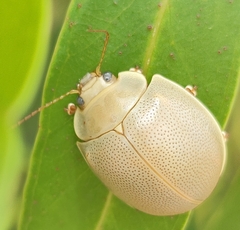 Paropsisterna crocata
