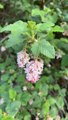 Ribes malvaceum