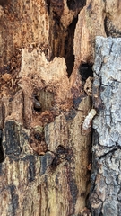 Kalotermitidae
