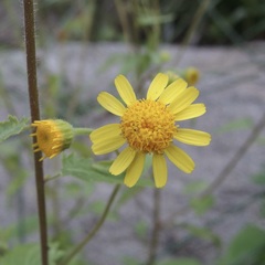 Perityle cuneata cuneata