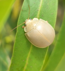 Paropsisterna crocata