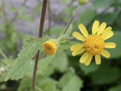 Perityle cuneata cuneata